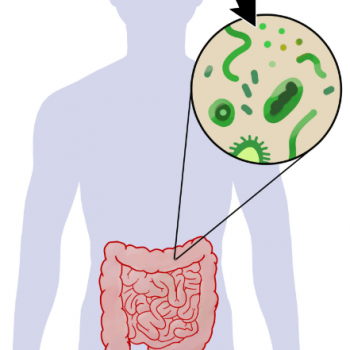 Psychobiotics